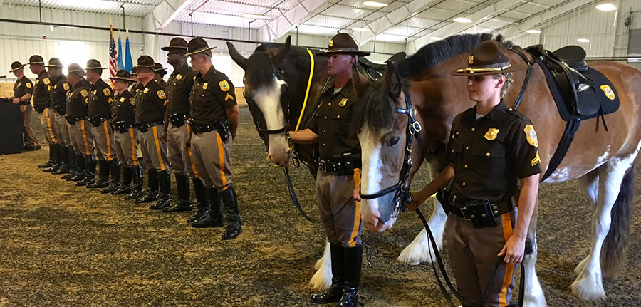 The Graduation Of The Clydesdale Horses Of The New Castle County Mounted Patrol